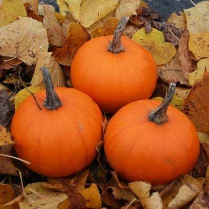 Picture of Pumpkin Baby Bear